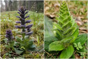 Prašo būti atsargiems: po kojomis šį trapų ir nykstantį augalą pastebėti pasiseka ne visiems