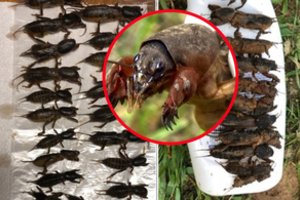 Astos iš Alytaus rajono sėkmingos kurklių medžioklės receptas plinta jau ne tik tarp lietuvių 