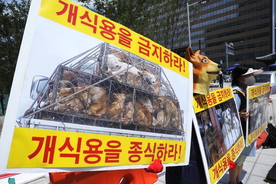  Protestas Pietų Korėjoje.