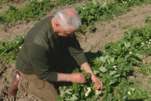 Šalnos perėjo per visą Lietuvą: žalą skaičiuojantys ūkininkai nuogąstauja – kai kurių vaisių gali nebelikti