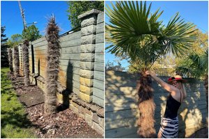 Daina ir Antanas Bosai pasiekė pergalę teismų maratone: pinigus už nudžiūvusias palmes atgaus