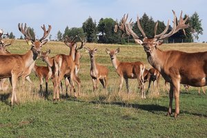 Elnių augintojams – sunkmetis: pirkėjų svetur nebeliko, o elniena Lietuvoje – ne itin populiari