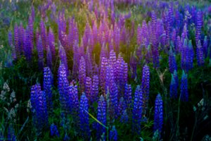 Artėjant vasarai primena – gausiai skinkite lubinus, tačiau patys jų neauginkite: už tai galite sulaukti ir baudos