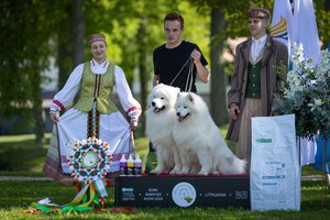 Pirmą kartą Lietuvoje – Europos samojedų čempionatas