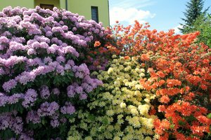 Kad kaprizingosios azalijos džiugintų ne tik jus, bet ir kaimynus: išmokite tris esmines jų priežiūros taisykles