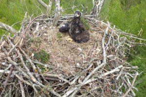 Prašo netrikdyti retų paukščių veisimosi: vos vienas apsilankymas prie lizdo gali nulemti dėties žūtį