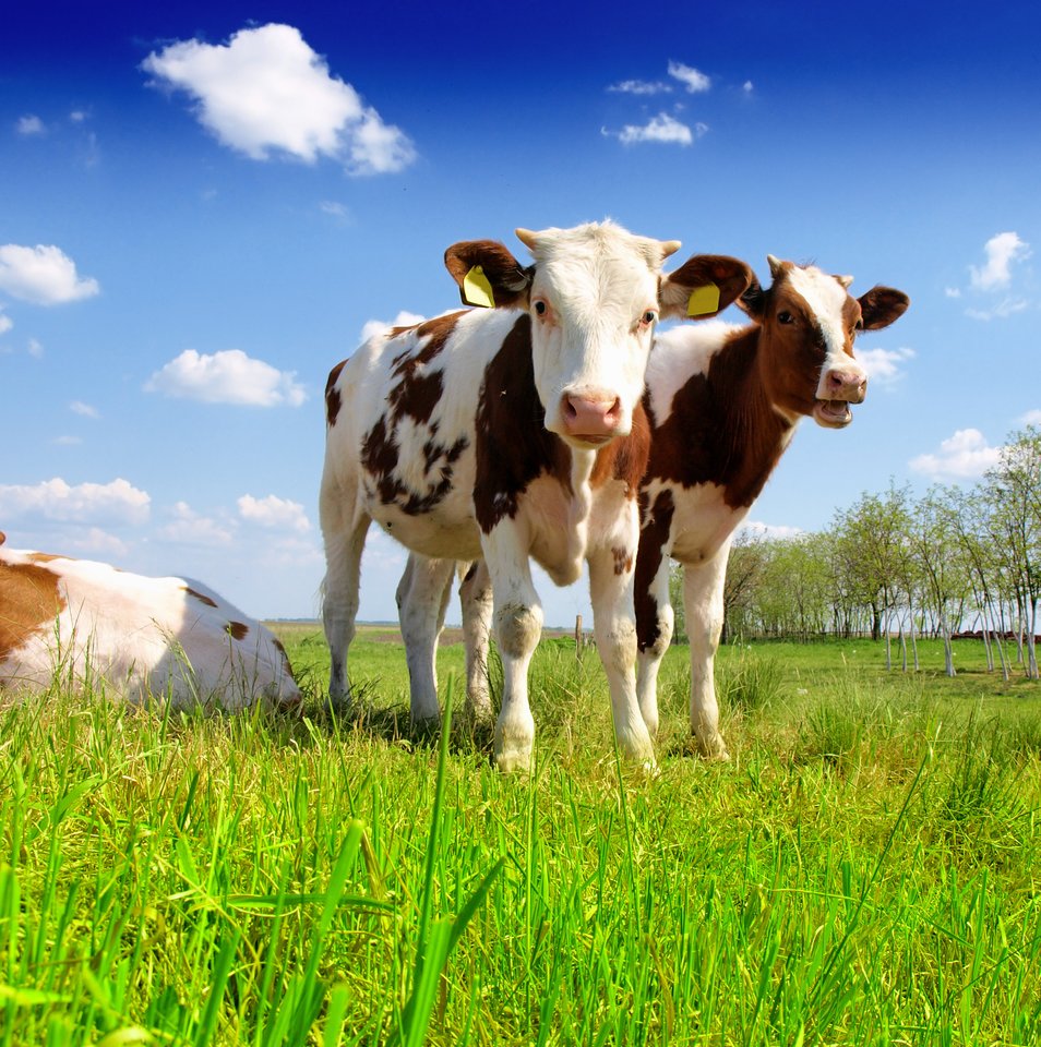 Nuo gegužės 2 d. iki birželio 30 d. Nacionalinė mokėjimo agentūra (NMA) laukia smulkiųjų ūkininkų paraiškų pienininkystei arba kitų žemės ūkio sektorių veikloms vystyti.<br>„Shutterstock“ nuotr.