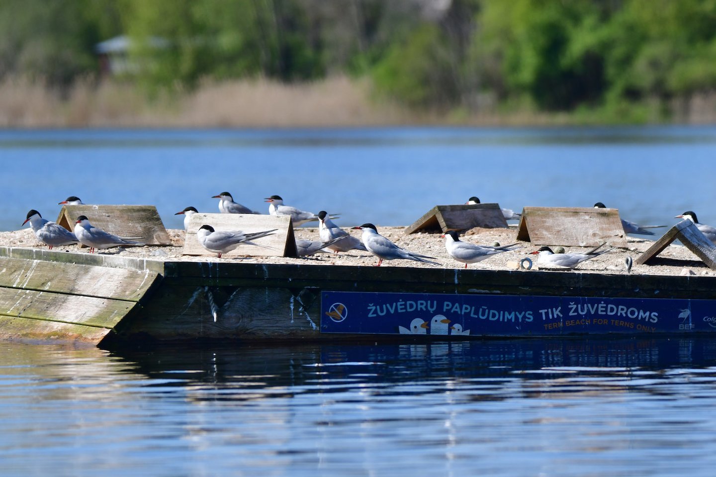Trakuose, Totoriškių ežere jau trečius metus mažylius veda reti paukščiai – upinės žuvėdros.<br>Organizatorių nuotr. 