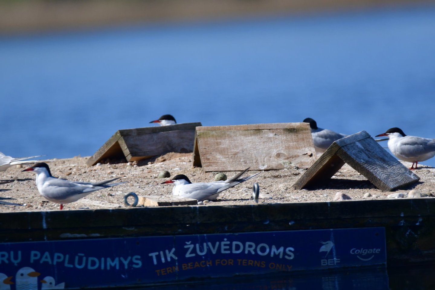 Trakuose, Totoriškių ežere jau trečius metus mažylius veda reti paukščiai – upinės žuvėdros.<br>Organizatorių nuotr. 