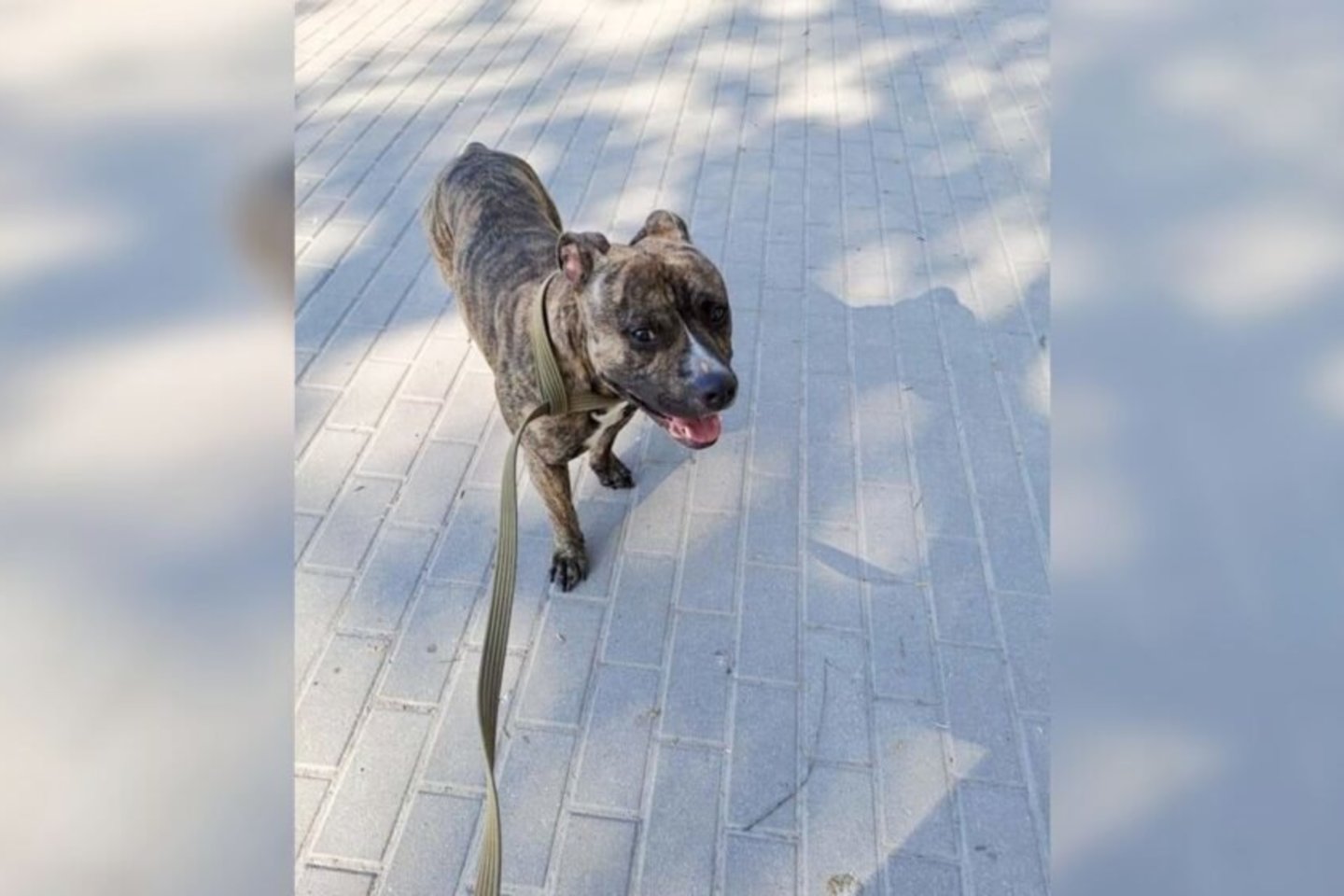  Pabėgusį šunį gaudė jo šeimininkas, tačiau sugauti pavyko tik vienai moteriai. Ji šunį sugavo Vytauto parke. Gyvūnas perduotas savininkui.<br>„Rinkos aikštės“/Kėdainiečių nuotr.