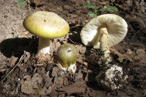 Rado priešnuodį vienam iš nuodingiausių pasaulio grybų