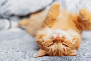 Atskleidė, kodėl katės murkia: nuo to priklauso, ar išgyvens