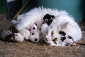 Perpildytoms Lietuvos prieglaudoms – valstybės verdiktas: palikti gatvėse arba masiškai žudyti