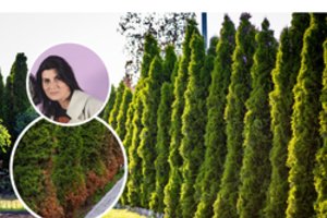 Želdynus kurianti R. Mikailionytė: labai dažnai žmonės nukankina tujas, pamiršdami, kas joms svarbiausia