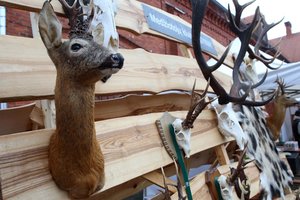 Seime kelią skinasi naktinio matymo taikikliai medžioklei