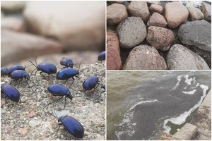 Į Juodkrantę plūsta žvilgantys vabalai: šiemet jų gausu kaip niekad