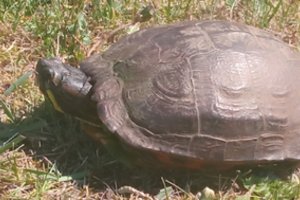 Su neteisėtai namuose augintu invazinės rūšies vėžliu pažeidėjui teks atsisveikinti: gresia ir bauda