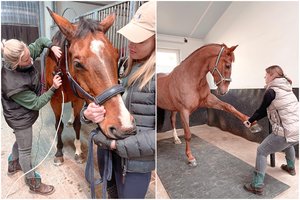 Veterinarijos gydytojo darbas: žavi žirgo akys ir galimybė padėti