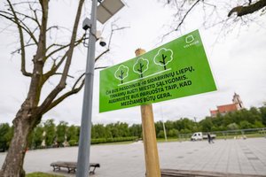 Rado, kuo pakeisti Lukiškių aikštėje sunykusias liepas: nauji medžiai pritaikyti augti mieste
