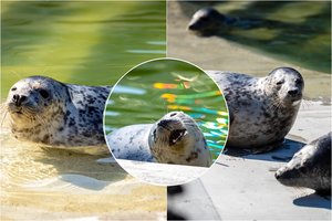 Lietuvos jūrų muziejuje sveiksta 19 ruoniukų: mažyliams bus suteikti suvalkietiški vardai