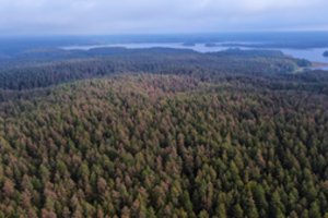 Miškininkai nerimauja dėl Ignalinos krašto pušynų – nustatytas masinis kenkėjų išplitimas