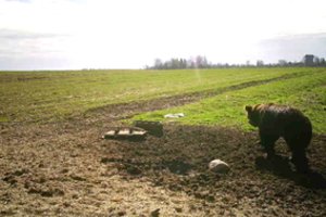Gauruota viešnia Kupiškio rajone bastėsi vidury dienos