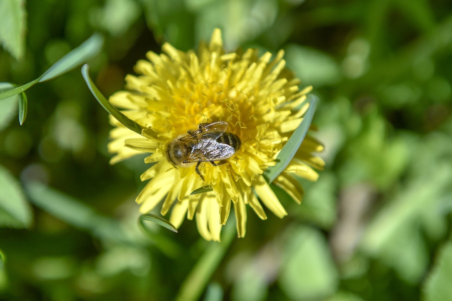 Net ir vienas kvadratinis metras žydinčios pievos esant tinkamoms sąlygoms gali pritraukti ir sukurti galimybę pasimaitinti šimtams ar tūkstančiams bičių, kitų vabzdžių.<br>V.Ščiavinsko nuotr.