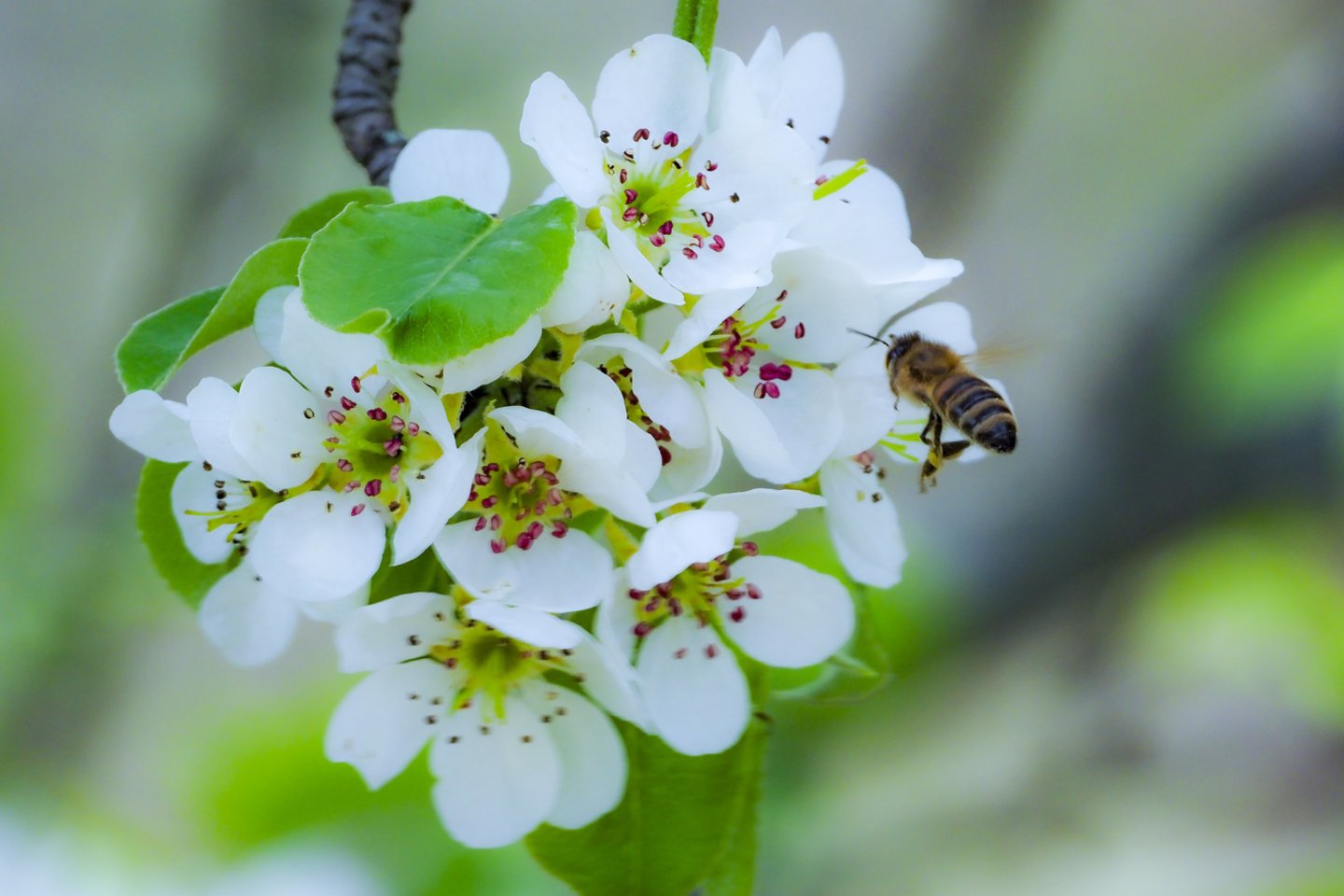 Net ir vienas kvadratinis metras žydinčios pievos esant tinkamoms sąlygoms gali pritraukti ir sukurti galimybę pasimaitinti šimtams ar tūkstančiams bičių, kitų vabzdžių.<br>V.Ščiavinsko nuotr.
