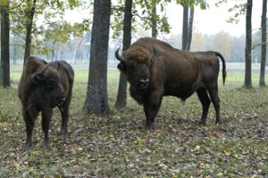 Į Lietuvą prieš 50 metų grąžinti stumbrai: populiacija auga itin lėtai