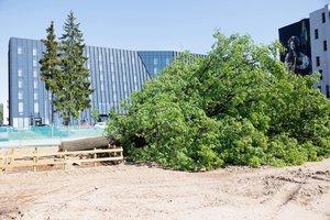 Šimtametį ąžuolą nukirtusiems NT vystytojams – architektų kirtis: po 7 metų nutraukia darbus