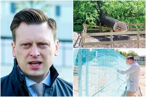 V. Benkunskas dėl nukirsto ąžuolo nusileisti nežada: „Atsakas bus labai griežtas ir bekompromisis“