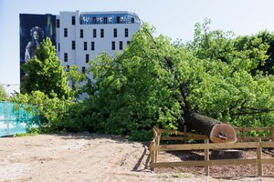 Arboristai neslepia pasipiktinimo dėl sostinėje nukirsto ąžuolo: „Kodėl inžineriniai tinklai yra didesnė vertybė nei medis?“