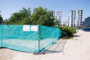 Sostinės gyventojai dėl nupjauto ąžuolo organizuoja protestą: reikalaus adekvačių bausmių