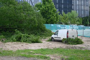 Neįtikėtinas įžūlumas: nupjautą ąžuolą smulkinantys darbuotojai automobilio numerius slėpė to paties medžio šakomis