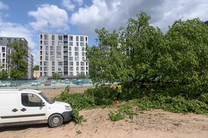 Netiesioginis sklypo, kuriame nukirstas ąžuolas, savininkas – vienas turtingiausių Estijos verslininkų