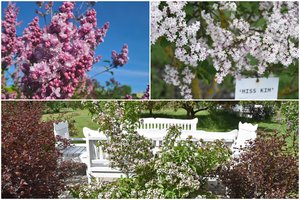 Ypatinga vieta Latvijoje, kur alyvų aromatas apsuka galvas – be sodinukų iš ten retas išvažiuoja     