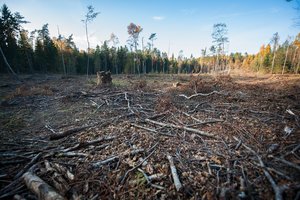 Audringos diskusijos dėl Lietuvos miškų: kol vieni sistemą vadina „pasauliniu elitu“, kiti įspėja – taip tęstis nebegali
