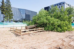 Dėl Vilniaus centre nupjauto brandaus ąžuolo pradėtas ikiteisminis tyrimas