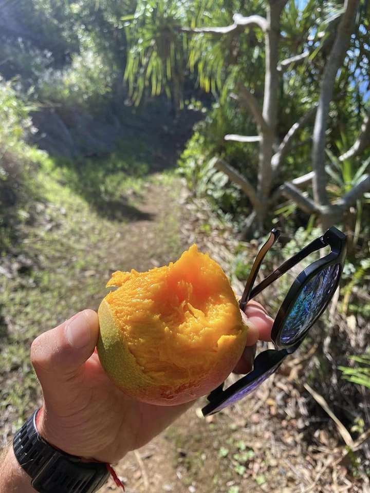 Pitcairn saloje, pakelėje, keliautojas rado gulintį turbūt skaniausią ragautą mangą.<br>D.Kneižio nuotr. 