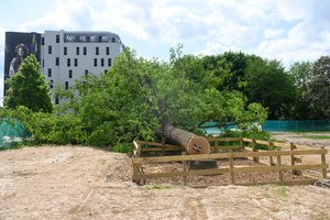 Kol Vilnius gedi šimtamečio ąžuolo, tokių medžių Lietuvoje – dešimtys: prisidengiama įžūliomis priežastimis