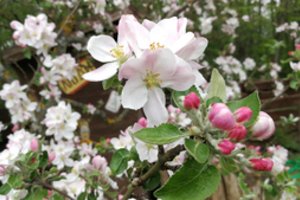 Jei laikysitės šių patarimų, neturėsite, kur dėti obuolių: viskas pažingsniui