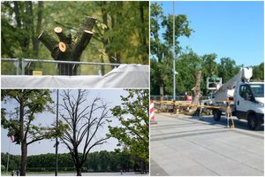 Lukiškių aikštėje kertami medžiai sukėlė nerimą vilniečiams: paaiškėjo, kodėl neliko liepų