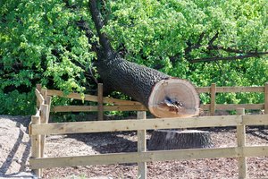 Įkurs parką, kuriame vilniečiai galės antram gyvenimui prikelti šalinamus medžius: kaip viskas vyks