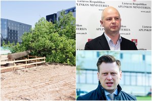 Po šimtamečio ąžuolo nukirtimo ruošia pokyčius: „Net ir didesnės baudos, su penkiais nuliais, gali neatgrasyti“