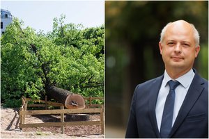 Nukirtus vertingą ąžuolą, S. Gentvilas siunčia žinią NT vystytojams: „Daugiau tokių situacijų nebus“