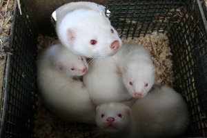 Žengė dar vieną žingsnį, kad būtų uždraustos kailių fermos 