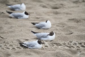 Nustatyti dar keli paukščio gripo atvejai