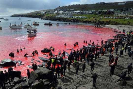 ​Kritikai sako, kad Farerų salose vykdoma banginių skerdimo praktika yra žiauri ir nereikalinga, tačiau jos šalininkai tvirtina, kad tai neatsiejama salos gyvenimo dalis, ir priešinasi pašaliečių kišimuisi.