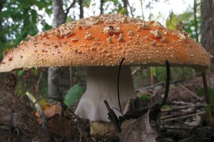 Sėkmingam miškų atkūrimui siūlo naudoti naują metodą: klausytis miško paklotės