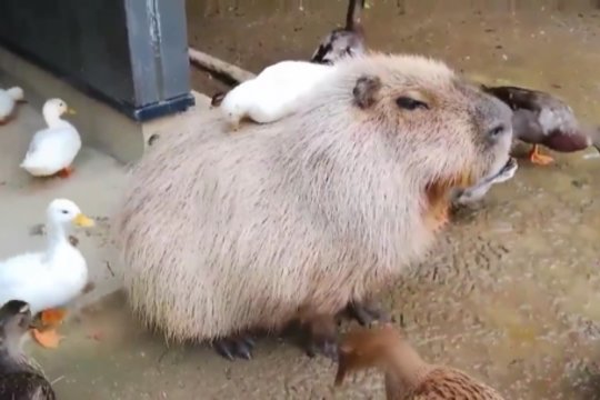 Geležinė kantrybė: užfiksavo, kaip graužikas kapibara ignoruoja aplinkui vykstantį chaosą